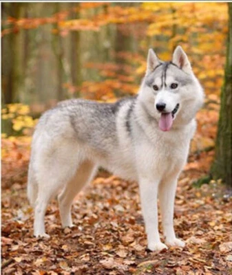  Caldo Plaid Pile Agnellato 130x160 Fotografico Digitale Leopardo Orso Lupo rm - Immagine 1 di 2