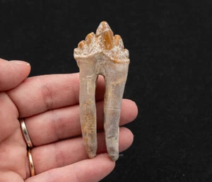 Unusual Fossil Basilosauridae Tooth  Morocco  1347 - Picture 1 of 6