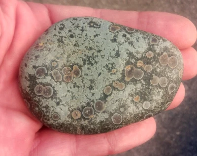 grosse Variolite 74 mm roche volcanique brute naturelle minéraux pierre fine - Photo 1/3