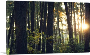 ARTCANVAS Sun Shining Through the Trees Forest Canvas Art Print - Picture 1 of 11