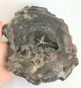 PETRIFIED WOOD POLISHED FULL ROUND SLAB - Picture 1 of 12