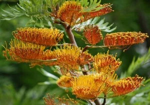 Roble plateado australiano - roble sedoso del sur - Grevillea resistente - más de 20 semillas con 125 - Imagen 1 de 2