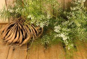 ASPARAGUS RACEMOSUS - SHATAVARI / ASPARAGO INDIANO, 20 semi + OMAGGIO - Imagen 1 de 1