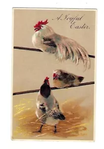 Cartolina pasquale Finkenrath 1908 3 bellissimi galli in rilievo - Foto 1 di 2