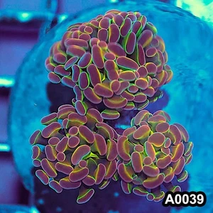 LW0039(M) WYSIWYG Indo Ultra Rare Jellybean Hologram Branching Hammer 3H Colony - Picture 1 of 2
