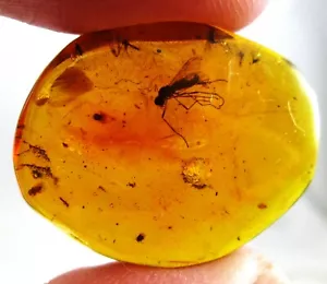 Simpatico insetto volante fossile 6mm in ambra - Repubblica Dominicana - Foto 1 di 7