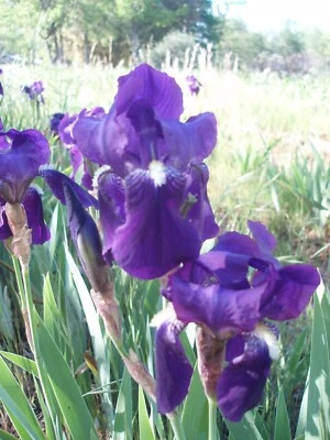 Irises (TB) bulbs, Gardens, Flowers, Heirloom Purple Bearded Iris Rhizomes - Image 1 of 2