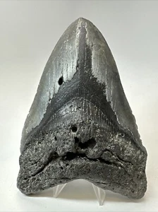 Diente de tiburón Megalodon 5,90 pulgadas - Enorme - Fósil auténtico - Natural - Real 18913 - Imagen 1 de 8