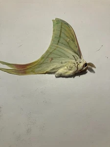 Real Butterfly/Moth/Insect B2662 Non set Rare XL Actias species Luna/Moon Moth - Picture 1 of 3