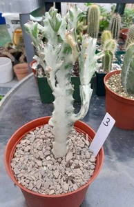 Euphorbia Lactea Variegated White Ghost 8-9"H X 4" W Ships Bare root STUNNING!#3 - Picture 1 of 7