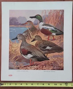 Lynn Bogue Hunt 1917 Listed Artist Gray and Spoonbill Duck Du Pont Art Print - Picture 1 of 12
