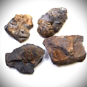4pcs 35g MIX Czech Trilobite Cambrian Fossils lot dino 1028 - Picture 1 of 8