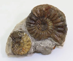 Ammonit, Pleuroceras spinatum, Jura, Pliensbach, Thimonville, Nancy, FRA -m270 - Picture 1 of 6