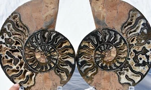 Dinosaur PAIR BLACK Ammonite 1 IN 100 XXXLG 200mm 110myo FOSSIL 8.0" 3245xx - Picture 1 of 11