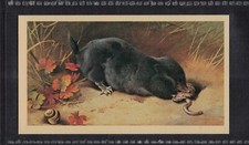 MOLE - 40 + year old English Tobacco Card # 4