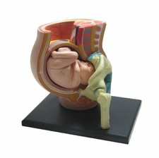 Aoshima Skynet three-dimensional puzzle 4D VISION human anatomy JAPAN <26h...