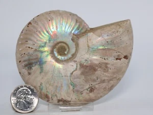 Fossil Ammonite Cleoniceras 4.06" Iridescent Both Sides Madagascar COA 6977 - Picture 1 of 12