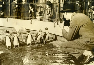United Kingdom Photographer at London Zoo Penguins Old Photo 1920's - Picture 1 of 3