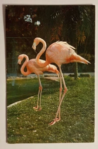 AK Bunte Flamingos im Papageiendschungel, bei Miami, Florida * PM 1978 - Bild 1 von 2