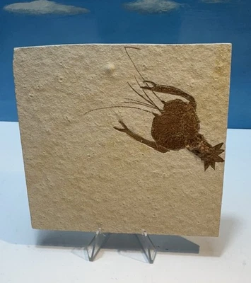 Fossil LOBSTER Solnhofen Germany   Jurassic   Well Preserved History    - Image 1 of 4