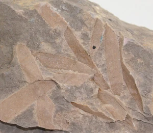 Konifere, Podozamites distans, Jura, Hettang, Pechgraben b. Bayreuth, D -c470 - Picture 1 of 4