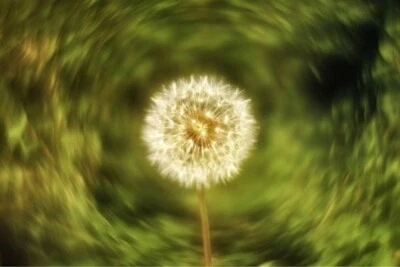 Helios 44M Lens Petzval Modification Dreamy Swirly Bokeh Angel Wing M42 mount - Image 1 of 4