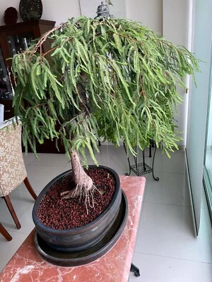 Montezuma Bald Marsh Cypress Tree Seeds (Taxodium mucronatum) Fast, Bonsai, Rare - Image 1 of 4