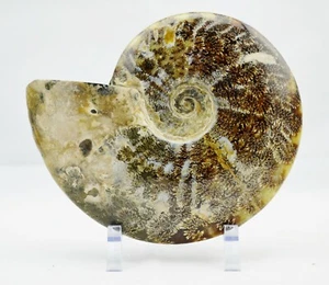 WHOLE Ammonite Nice Suture Patterns 198mm 110myo Dino age Fossil 7.8" e2969kk - Picture 1 of 9