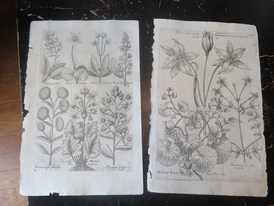 Botanicals - Florilegium Renovatum Et Avctvm, 1641 De Bry 2 placas 122.104 Foto 1 de 4