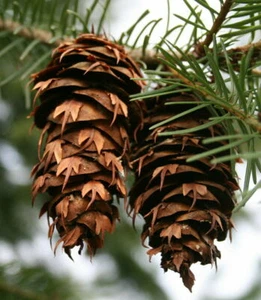 10 Douglas Fir Cones 2" - 4" long (Pseudotsuga menziesii) - Ready to Plant - Picture 1 of 2