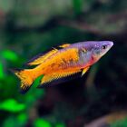 Orange Rainbowfish | Parkinson's Rainbowfish | Melanotaenia Parkinsoni