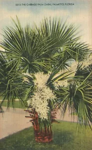 Cabbage Palm Sabal Palmetto Florida Postcard - Picture 1 of 2