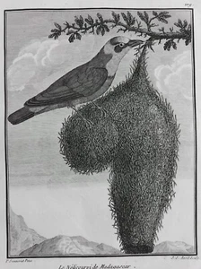 NELICOURVI MADAGASCAR PASSEREAU GRAVURE 1782 SONNERAT ORNITHOLOGIE OISEAU S58 - Picture 1 of 2