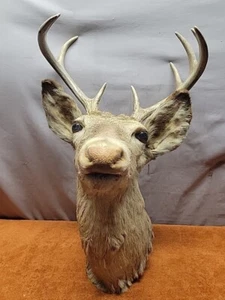 W• Vintage, 9 Point Whitetail Deer Head Mount Taxidermy Antlers Buck Rack - Picture 1 of 12