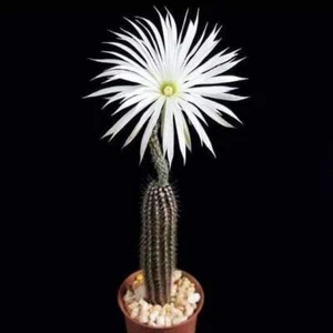 Echinopsis Mirabilis cactus 50 seeds - Picture 1 of 2