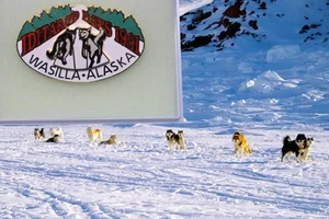 Pin Alaska Iditarod - Iditarod Days Wasilla AK 1991 trineo de perros musher - Imagen 1 de 4