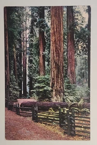 California Redwoods Postkarte 102 - Bild 1 von 2