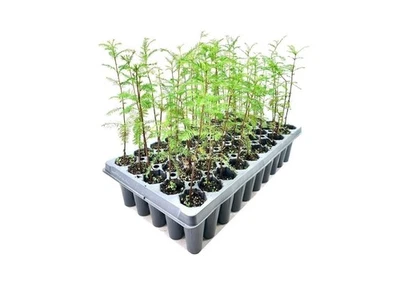 Ciprés de estanque | 2 pulgadas | Taxodium ascendens | Bajo mantenimiento | Árbol resistente Foto 1 de 4