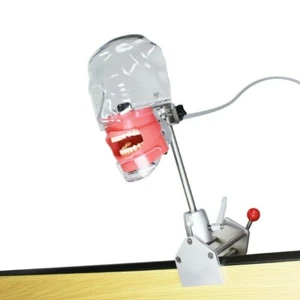 Dental Simulator Manikin Phantom Head Model Teeth Model for Training Practice - Picture 1 of 12