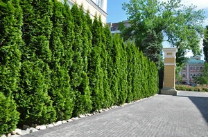 10st. Thuja Smaragd 50-60cm im Topf reine Pflanzhöhe immergrüne Heckenpflanzen - Bild 1 von 4
