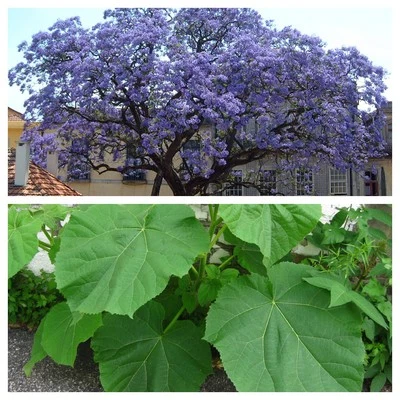 Paulownia Tomentosa - FOXGLOVE TREE - 50 Fresh Seeds - Princess Empress Tree - Image 1 of 4