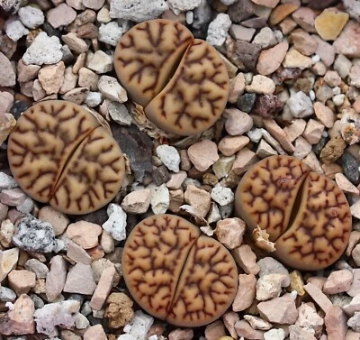 SEEDS - Lithops bromfieldii  30seeds C44  - Image 1 of 2