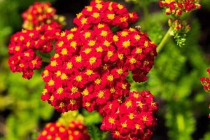 600 RED YARROW Achillea Millefolium Rubra Flower Seeds - Picture 1 of 14