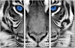 Blauäugiger Tiger Leinwandbild - 3 Stück gerahmte Wanddeko für Zuhause & Büro - Bild 1 von 12