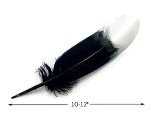 6 Pieces - White Tipped "Imitation Eagle" Turkey Tom Rounds Wing Quill Feathers - Picture 1 of 5