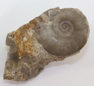 Ammonit, Dieneroceras spathi, Trias, Elco County, Nevada, USA -k803 - Picture 1 of 5