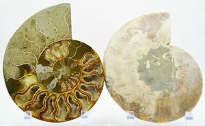 Large Ammonite Pair Deep Crystals XXL 7.3" 185mm 110myo Dinosaur age e3659dd - Picture 1 of 8