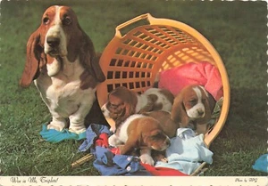 Postcard Basset Bloodhound Dog Puppies Laundry Baskets Litter Whimsical Funny - Picture 1 of 2