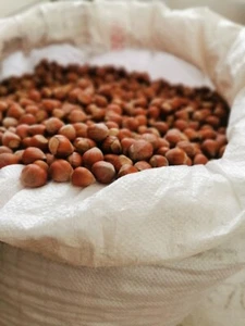 Haselnüsse Haselnuss Ernte Sept 1 Kg 2024 Bio aus Trabzon - Bild 1 von 6