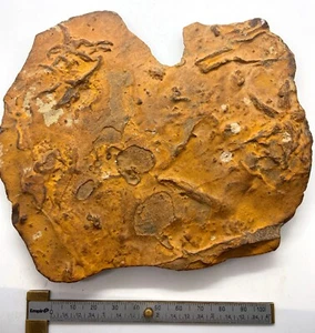 Calvert Cliffs fossiler Seestern (oder ruhende Spuren) - Choptank, Miozän, Maryland - Bild 1 von 6